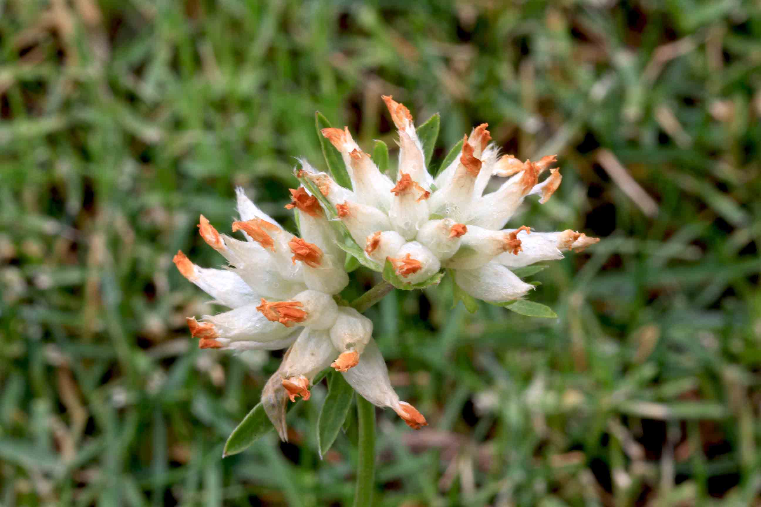 Anthyllis vulneraria / Vulneraria comune